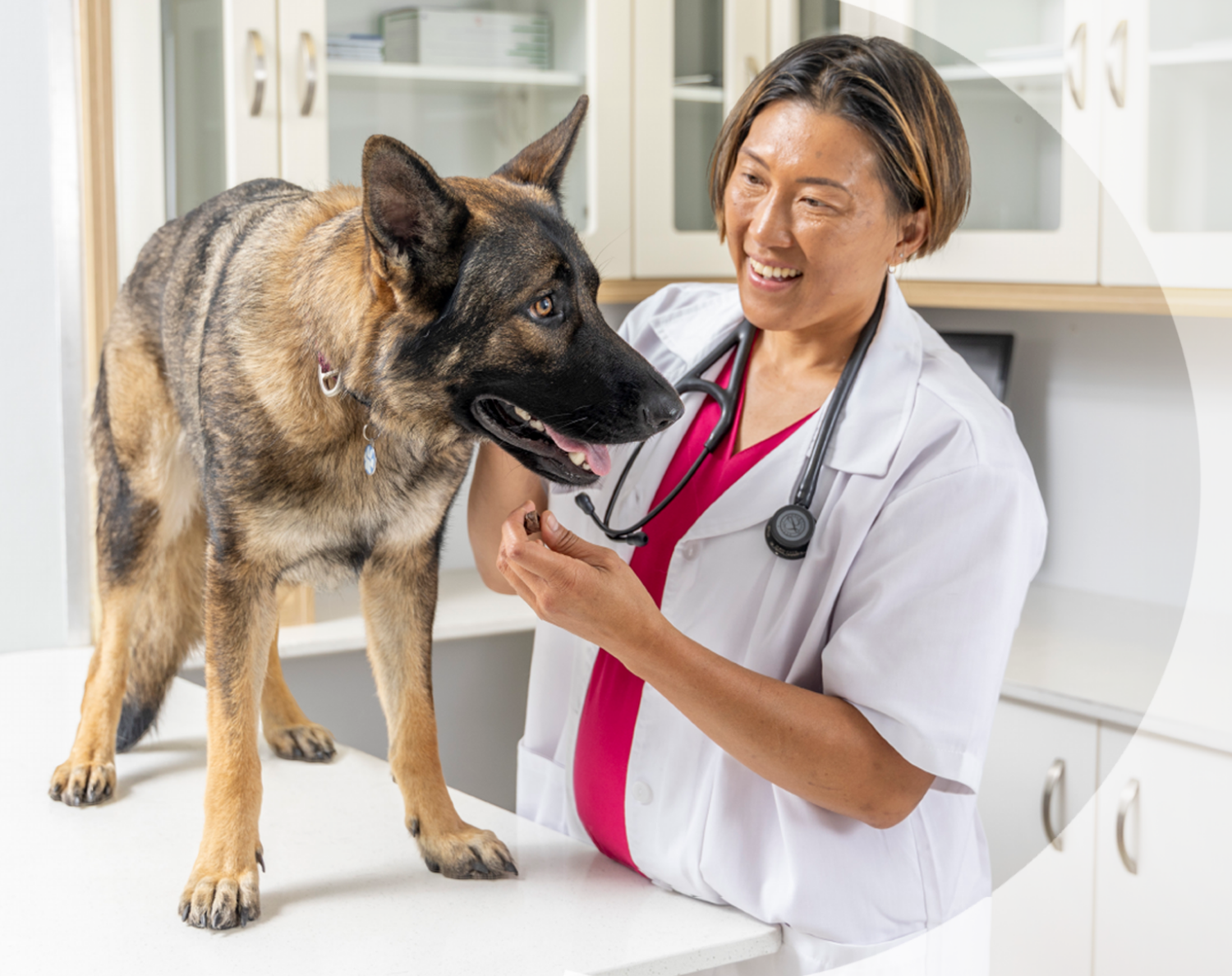 vet with dog cover