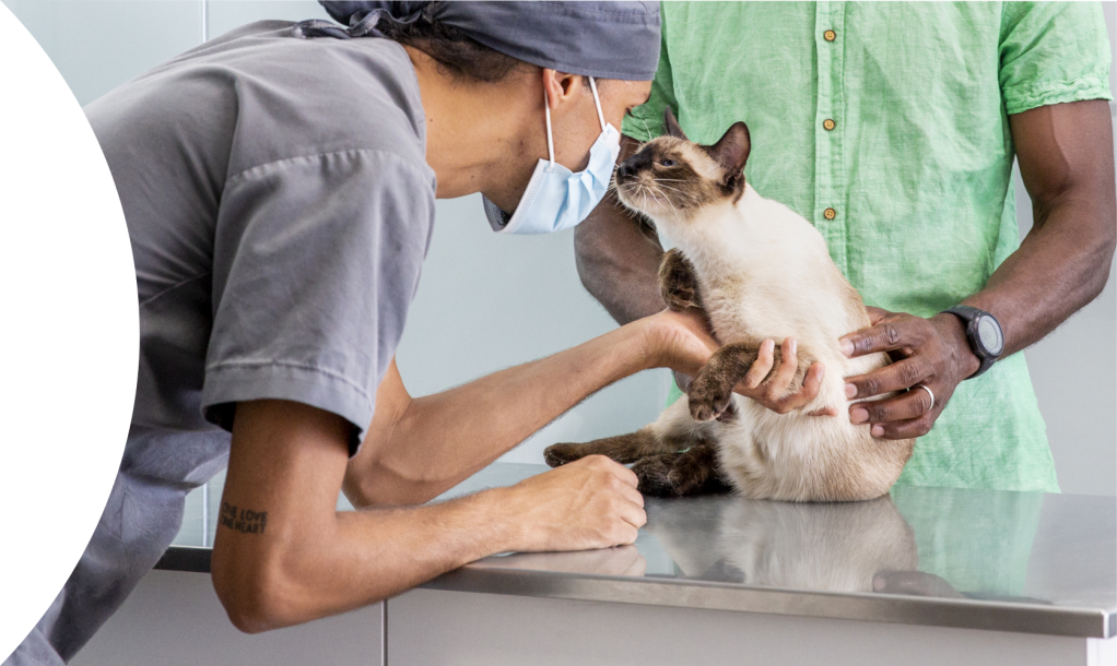 cat and vet