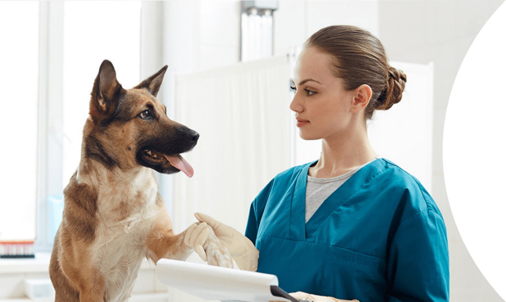 vet with dog