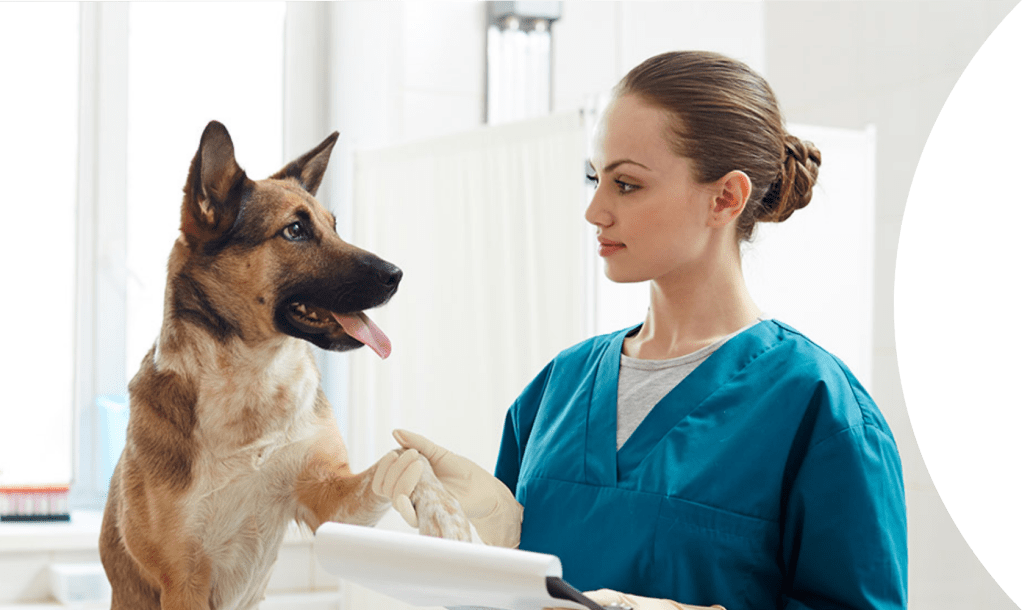 vet with dog 