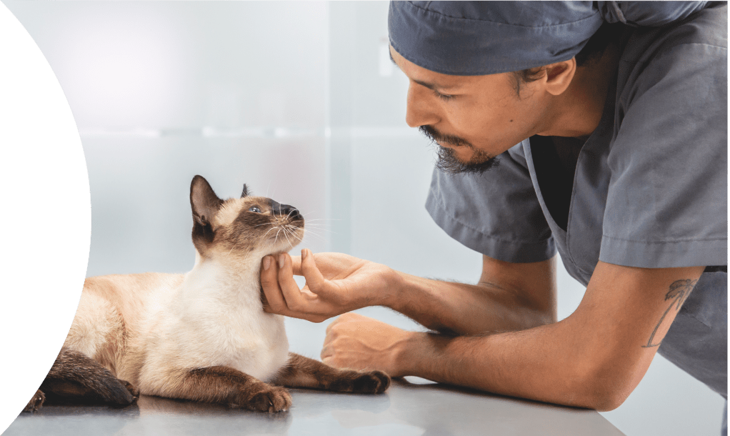 vet with cat